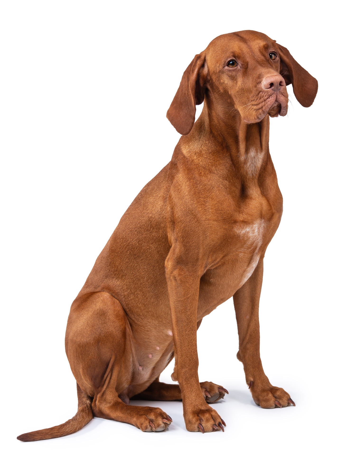 Vizsla Dog Breeders in California - Evening Star Kennels