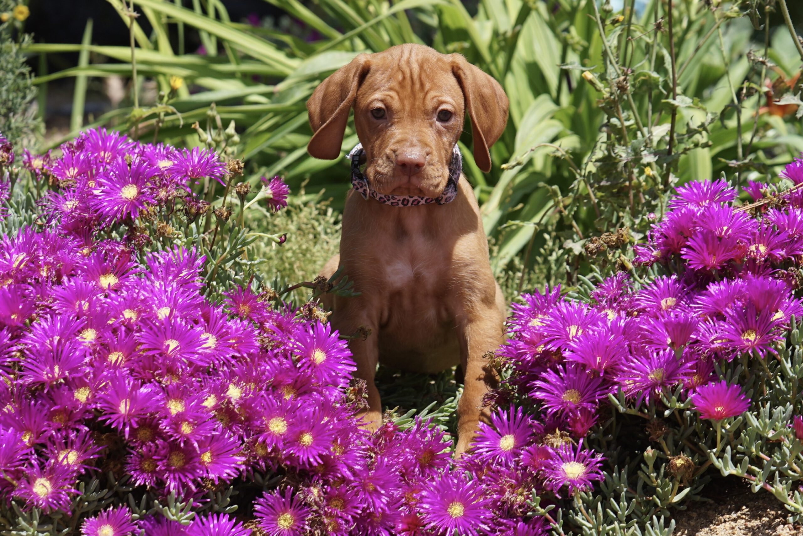 Available Vizsla Puppies Evening Star Kennels