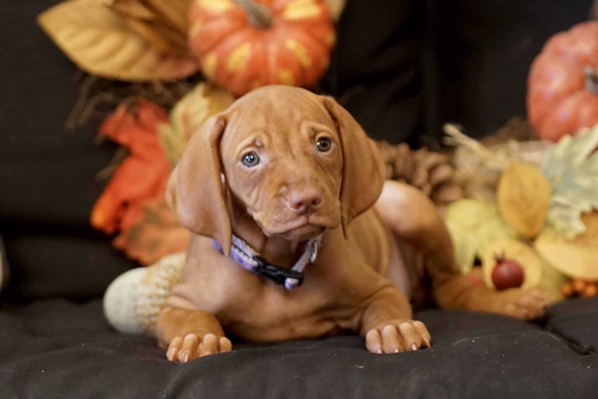 Available Vizsla Puppies Evening Star Kennels