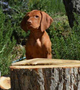 Sully, a vizsla puppy, sitting behind a stump.